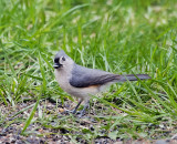 Tufted Titmouse