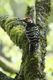 white-backed woodpecker Dendrocopos leucotos lilfordi