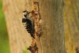 Lesser Spotted Woodpecker Picoides minor