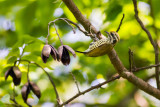 Speckled Piculet Picumnus innominiatus