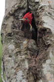 male in roost