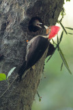 feeding nestling