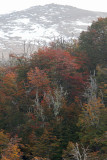 lenga forest in autumn 