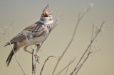crested lark - kuifleeuwerik - cochevis huppé