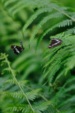 kleine ijsvogelvlinder - petit sylvain - white admiral