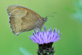 bruin zandoogje - myrtil - meadow brown