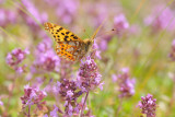 kleine parelmoervlinder - petit nacré - queen of spain fritillary