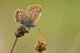 heideblauwtje - argus blue - silver-studded blue