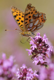 kleine parelmoervlinder - petit nacr - queen of spain fritillary