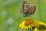 icarusblauwtje - azuré commun - common blue