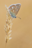 icarusblauwtje - azur commun - common blue