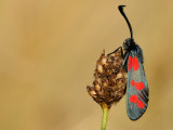 sint-jansvlinder - zygène de la filipendule - six-spot burnet