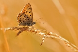 bruine vuurvlinder - cuivré fuligineux - sooty copper