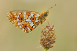 zilveren maan - petit collier argenté - small pearl-bordered fritillary