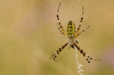 wespenspin - argiope fascie - wasp spider
