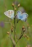 bleek blauwtje - bleu nacré - chalk-hill blue