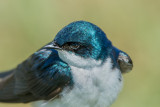 Tree Swallow Portrait