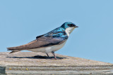 Tree Swallow On Nesting Box