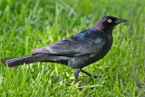 Grackle Fledgling