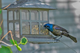 Female Grackle