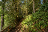 Moss And Ferns