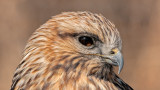 Rough Legged Hawk