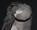 Preening Parrot