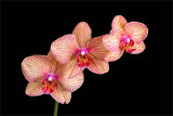 Gold & Purple Orchids