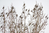 Bohemian Waxwings Flock