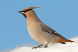 Male Bohemian Wax Wing