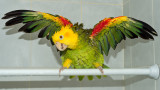 Singing In The Rain