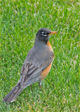 Spring Robin