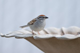 Sparrow
