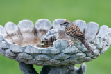 Wet Sparrow