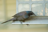 Common Grackle