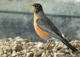 Rockin Robin