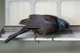 Hungry Grackle