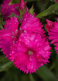 Wet Carnations