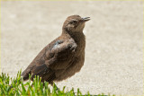 Baby Grackle - Begging Moma to be fed