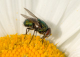 Sweet Tooth, Lucilia caesar, aka Blow Fly