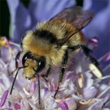 Bearded Bee