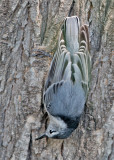 Inverted Nuthatch