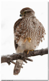 Merlins Falcon