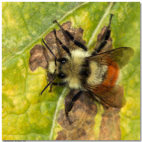 Orange Rump Bee