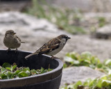 Mr & Mrs Sparrow