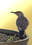 Northern Flicker (2)