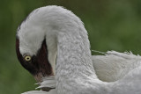 Whooping Crane Preening