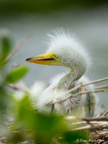 Grande Aigrette<br/>Great Egret