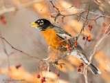 Merle dAmrique<br/>American Robin