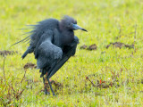 Aigrette bleue<br/>Little Blue Heron
